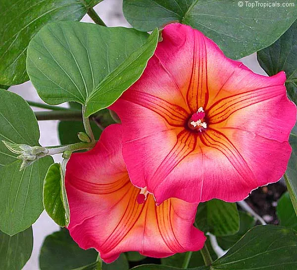 Hawaiian Sunset Vine Flower Seeds for Vibrant Tropical Gardening, Perfect for Lush Gardens