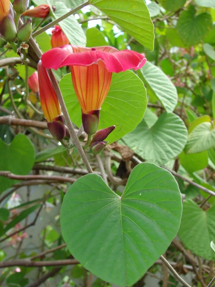 Hawaiian Sunset Vine Flower Seeds for Vibrant Tropical Gardening, Perfect for Lush Gardens