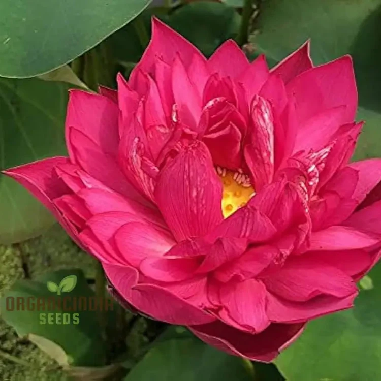 Aquatic Lotus Seeds (Nelumbo nucifera Crimson), Comprehensive Guide for Planting and Growing Vibrant Lotus Blossoms