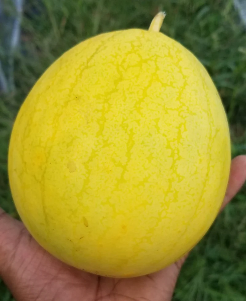 Melon d'eau 'Golden Midget' bio