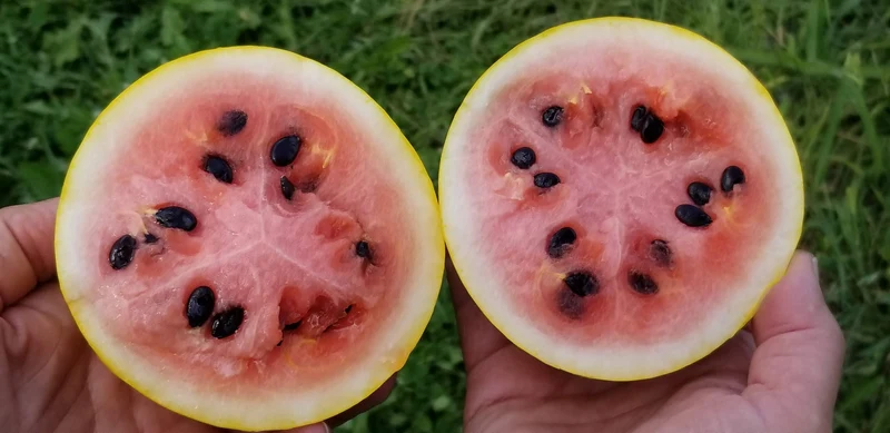 Melon d'eau 'Golden Midget' bio