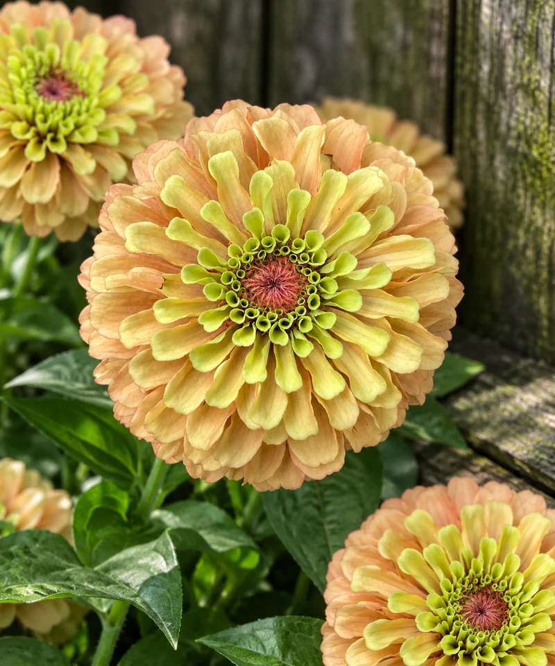 Zinnia 'Queen Lime Blush' bio