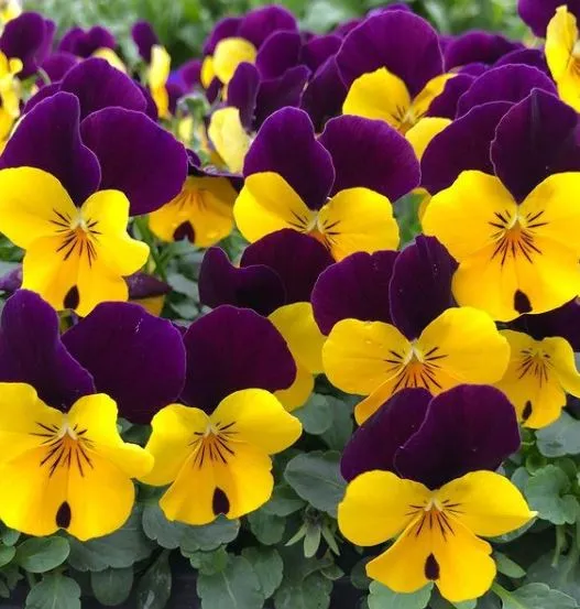 Violette 'Helen Mount Johnny Jump-Up' bio