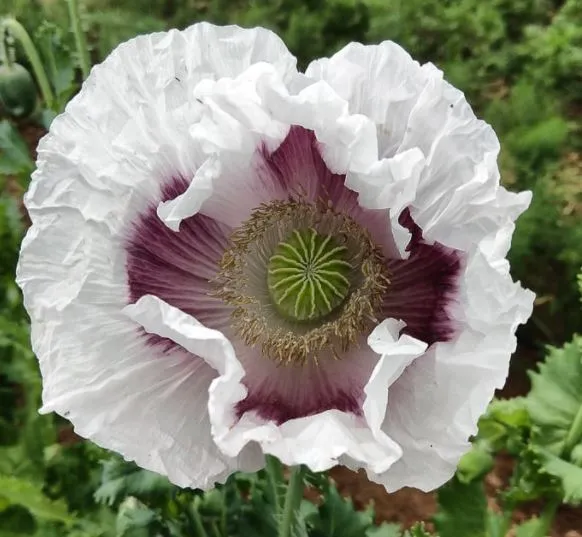 Pavot 'Elka white Oilseed' bio
