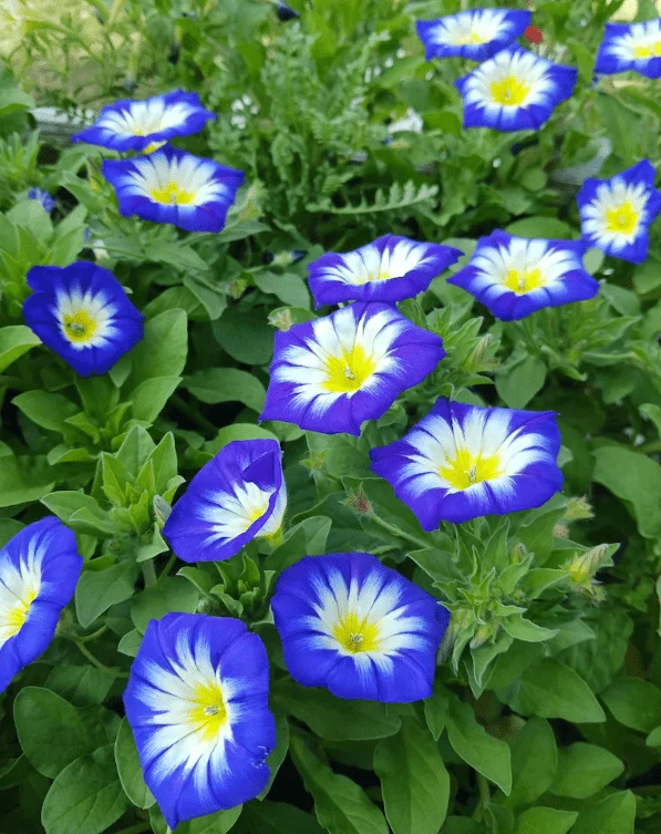 Gloire du matin naine ‘Royal Ensign’, semences écologiques ( Convolvulus tricolor )