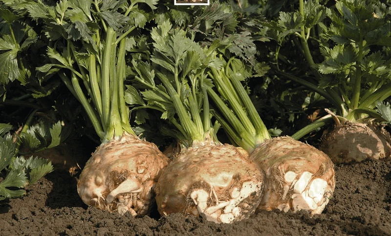Céleri-rave ‘Balena F1’ bio ( Apium graveolens )