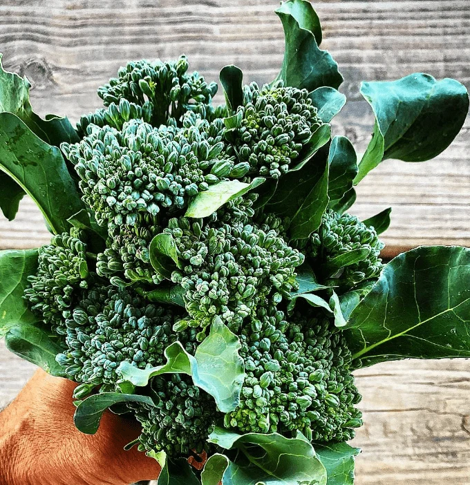 Brocoli vert calabrais à jets bio ( Brassica oleracea var. italica )