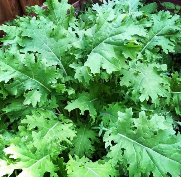 Chou frisé ‘White Russian’ bio ( Brassica napus )