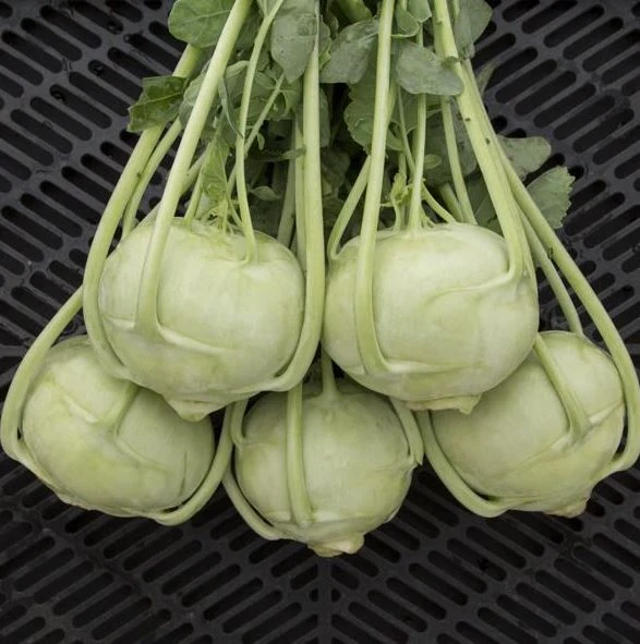 Chou-rave ‘Kordial’ F1 bio ( Brassica oleracea var. gongylodes )