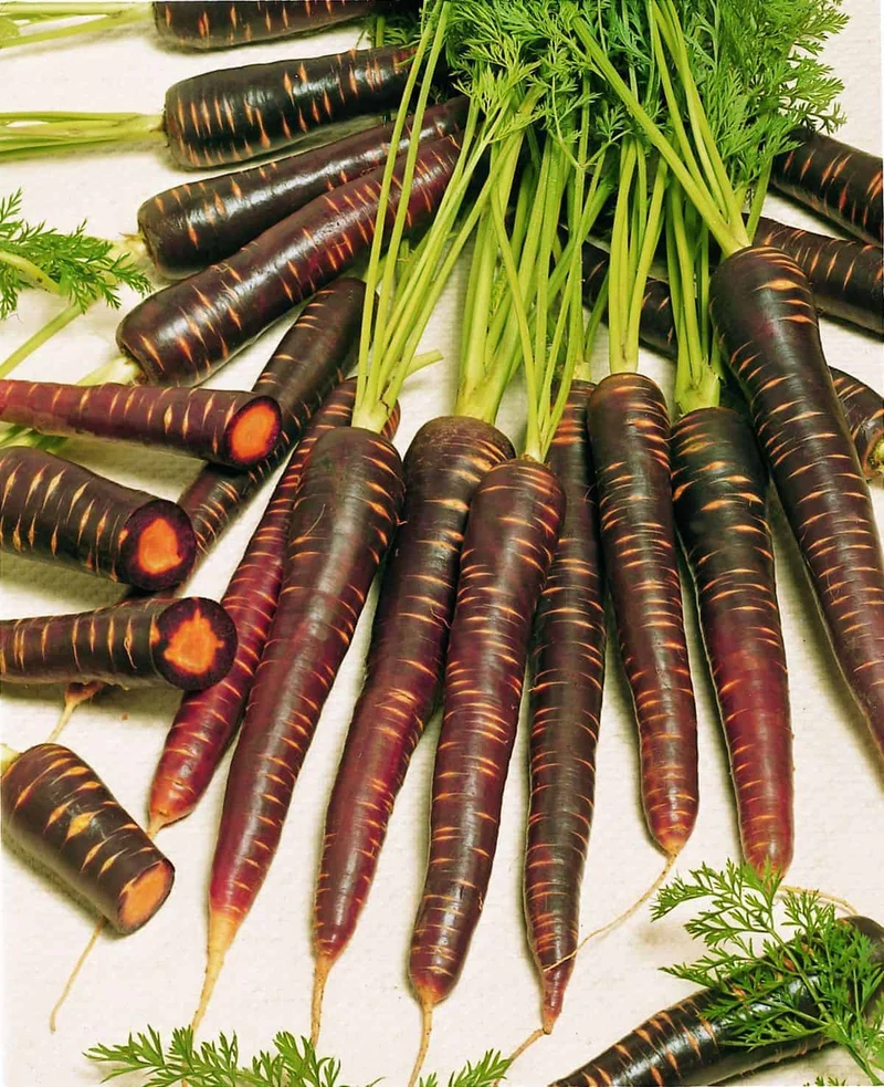 Carotte ‘Purple Haze’, semences écologiques ( Daucus carota subsp. sativus )