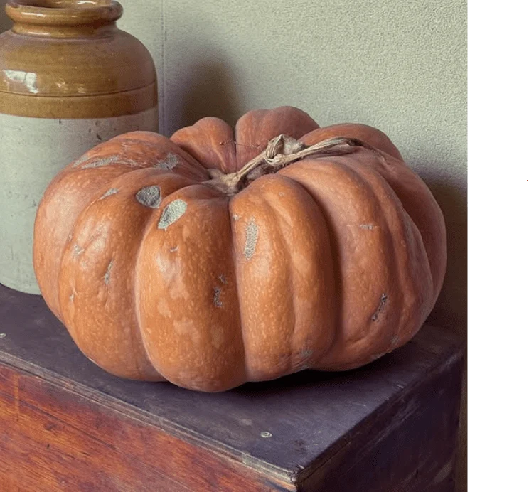 Citrouille ‘Musquée de Provence’, semences écologiques ( Cucurbita moschata )