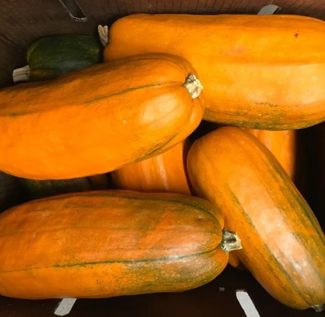 Citrouille ‘Long Pie’, semences écologiques ( Cucurbita pepo )