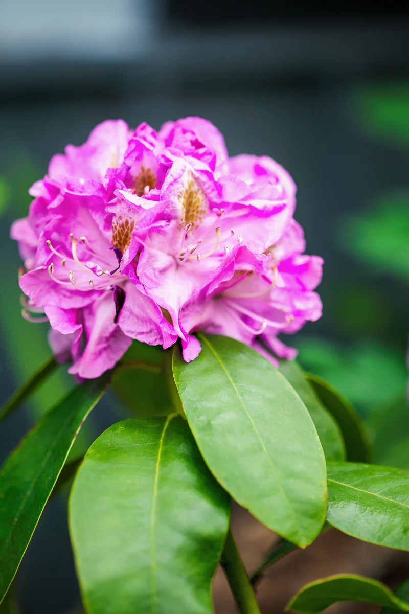 Rhododendron ‘Minnetonka’ ( Rhododendron ‘Minnetonka’)
