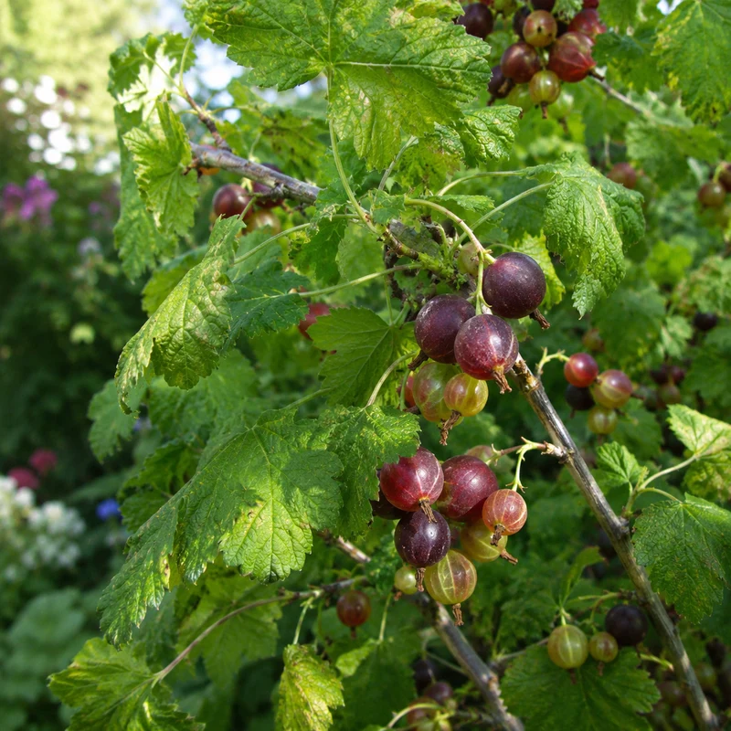 Cassis-groseille ‘Josta’ ( Ribes × ‘Josta’)