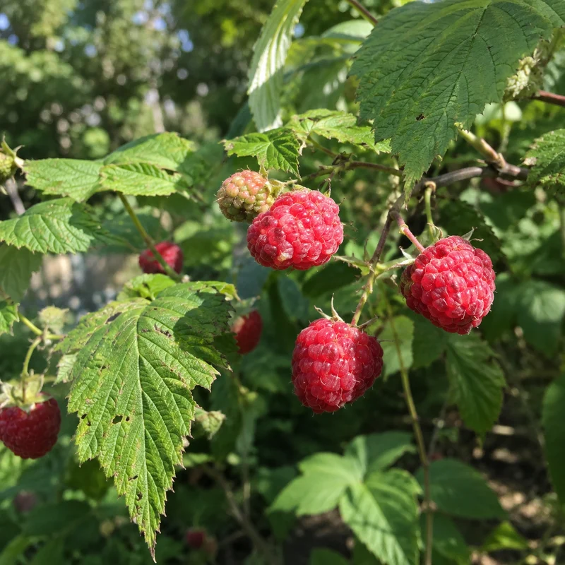 Framboisier ‘Double Delight’ ( Rubus idaeus ‘Double Delight’)