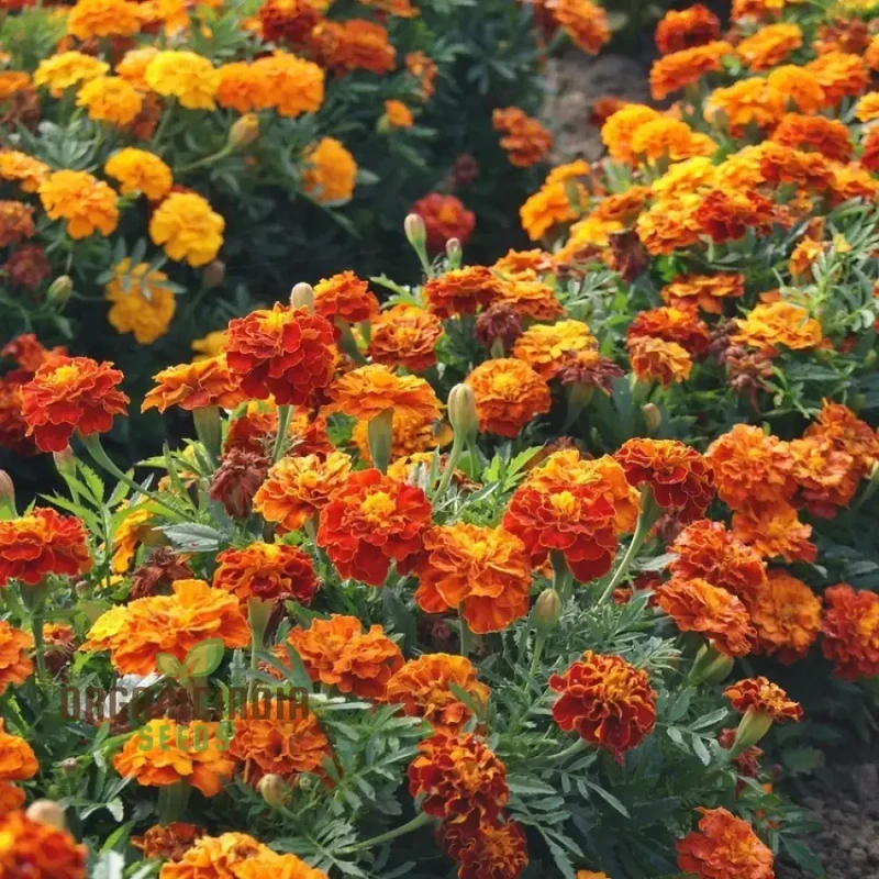 Marigold Dwarf Mixed Seeds for Vibrant Garden Planting Premium Quality Seeds for Easy Planting and Blooming Gardens