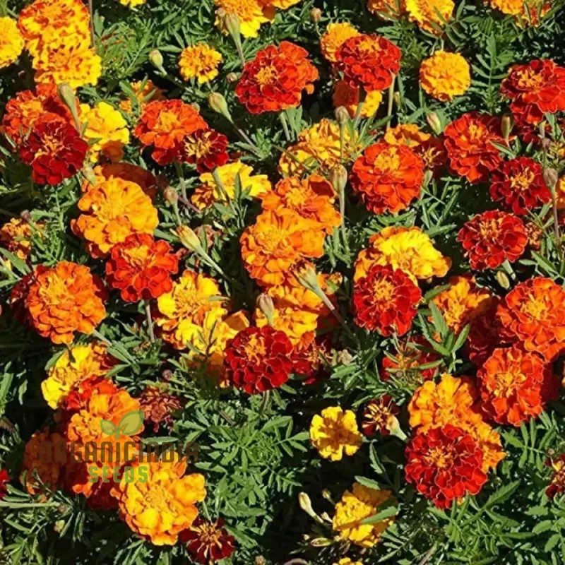 Marigold Dwarf Mixed Seeds for Vibrant Garden Planting Premium Quality Seeds for Easy Planting and Blooming Gardens