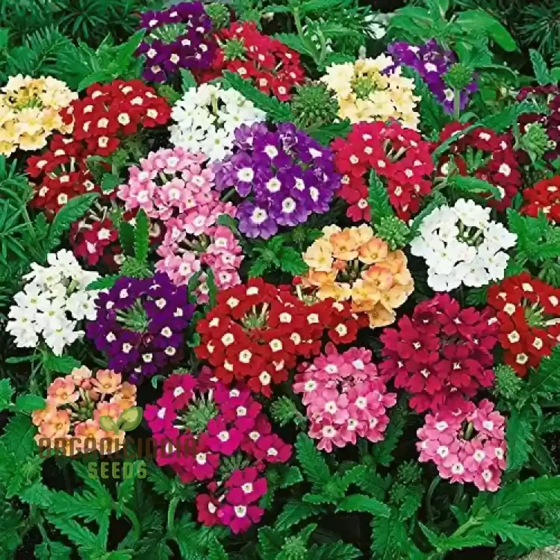 Verbena Idle Florist Mix Seeds - Premium Quality for Planting Delightful Flower Gardens