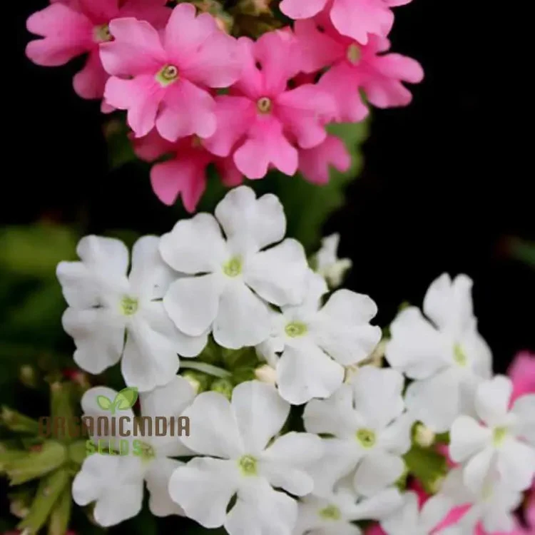Phlox Beauty Dwarf Mix Seeds for Vibrant Garden Planting - Perfect for All Gardeners