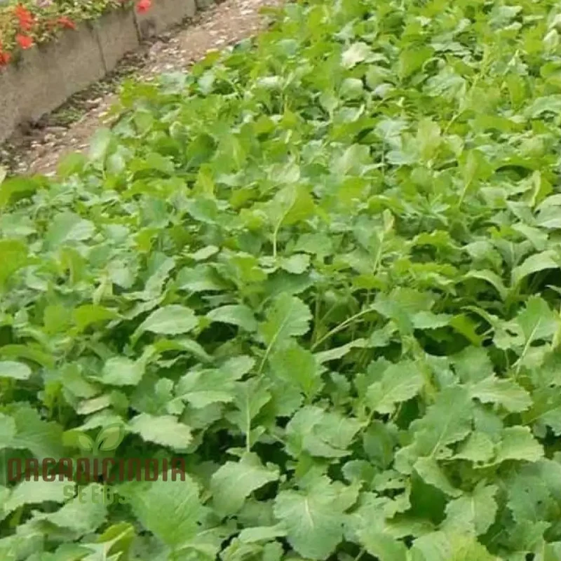 Green Manure Seeds 'Caliente Mustard' Vegetable Seeds for Ultimate Gardening, Premium Quality Seeds for Sustainable Gardening