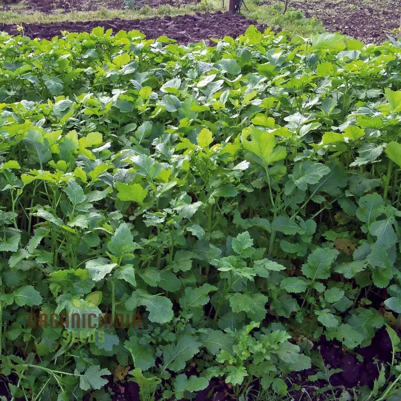 Green Manure Seeds 'Caliente Mustard' Vegetable Seeds for Ultimate Gardening, Premium Quality Seeds for Sustainable Gardening