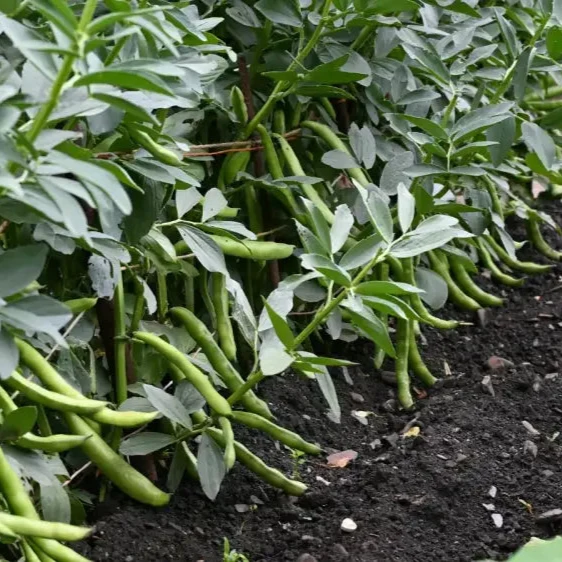 Organic Bean, Edamame Green Shell Seeds for Gardening Enthusiasts High-Quality Non-GMO Seeds for Home Garden Planting