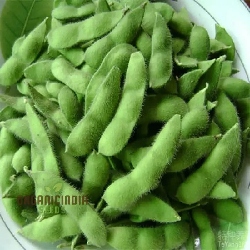 Organic Bean, Edamame Green Shell Seeds for Gardening Enthusiasts High-Quality Non-GMO Seeds for Home Garden Planting