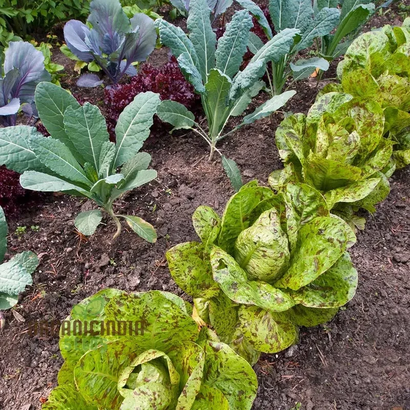 Lettuce Freckles Vegetable Seeds for Planting, Perfect for Home Gardening and Vegetable Seeds, High-Yield, Easy-to-Grow Lettuce Seeds