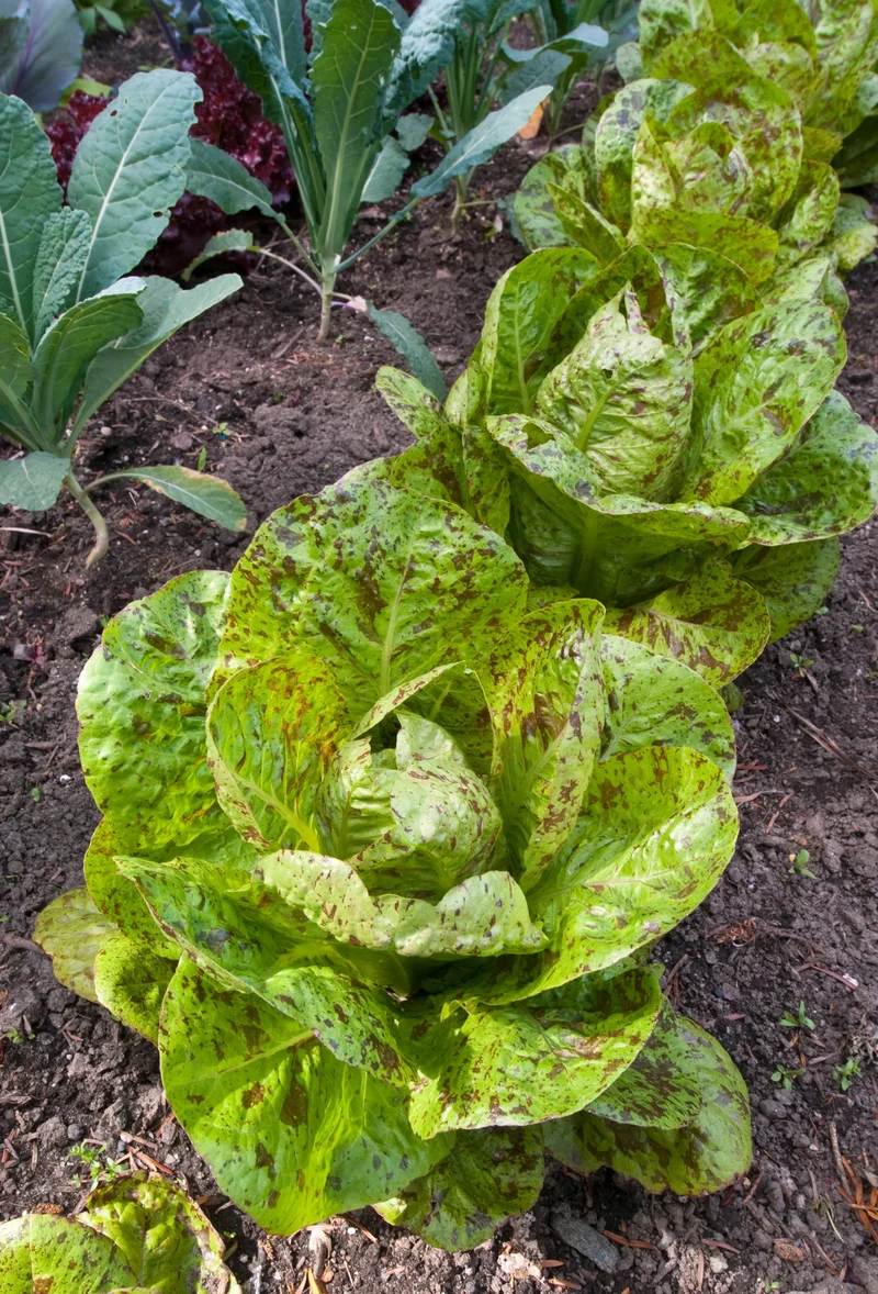 Lettuce Freckles Vegetable Seeds for Planting, Perfect for Home Gardening and Vegetable Seeds, High-Yield, Easy-to-Grow Lettuce Seeds