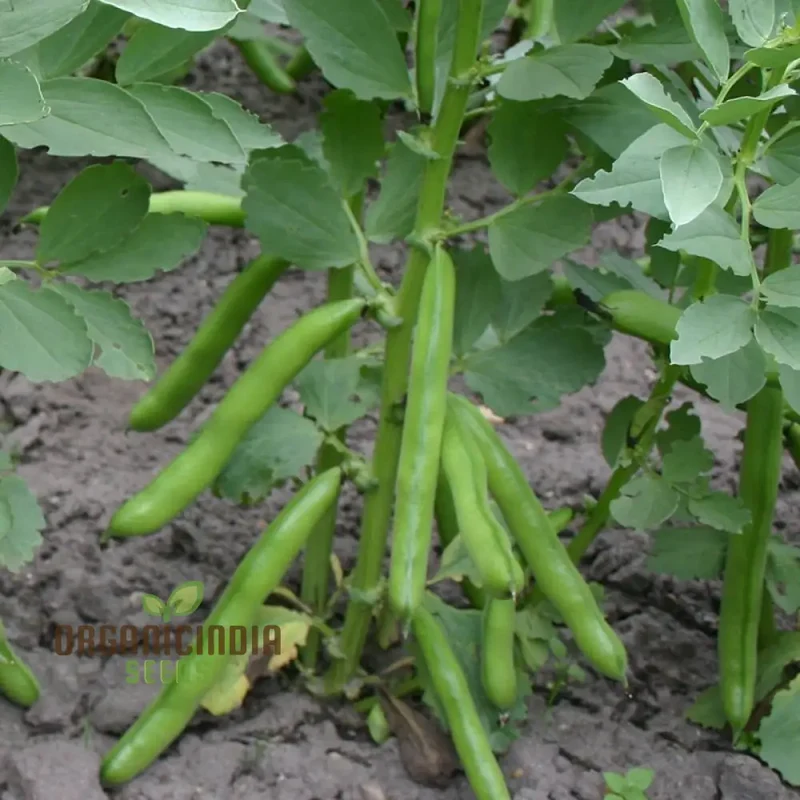 Broad Bean Seeds 'Crimson' for Planting- Ideal for Gardening, Planting, and Growing Your Own Broad Beans