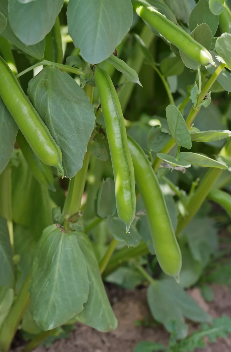 Broad Bean Seeds 'Crimson' for Planting- Ideal for Gardening, Planting, and Growing Your Own Broad Beans