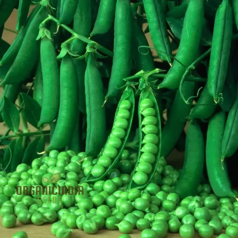 Pea Seeds - Kelvedon Wonder for Planting, Grow Your Own Fresh and Tasty Peas, Ideal for Vegetable Garden