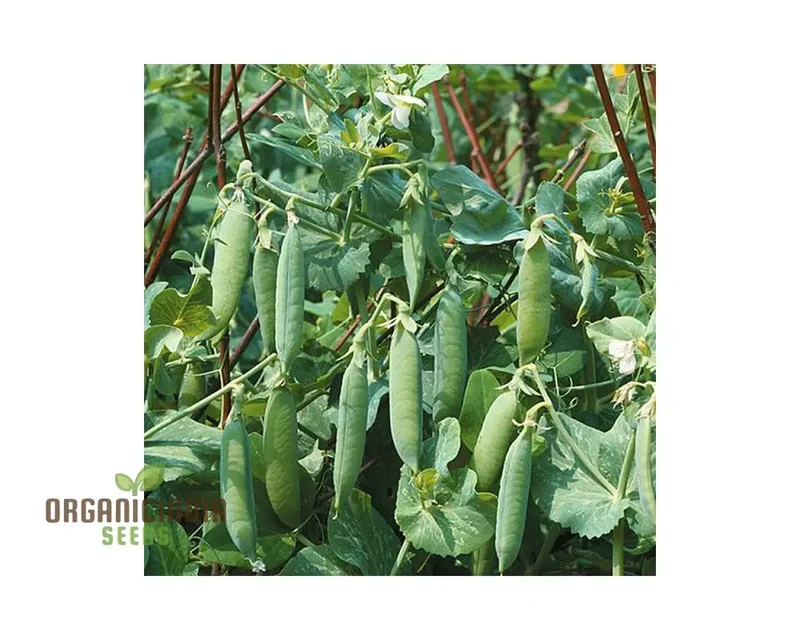 Pea Seeds - Kelvedon Wonder for Planting, Grow Your Own Fresh and Tasty Peas, Ideal for Vegetable Garden