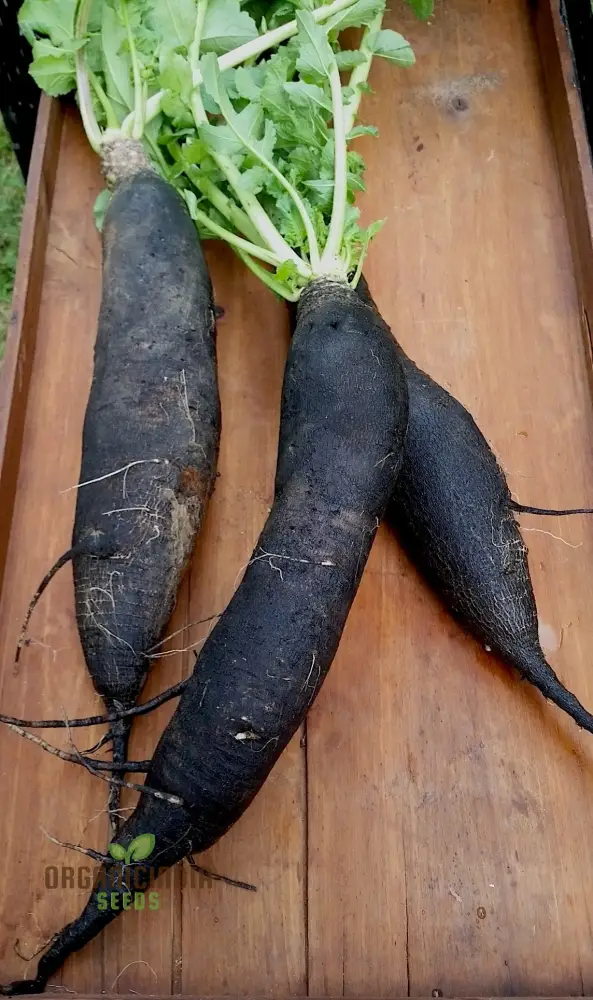 Radish - Black Spanish Long Vegetable Seeds for Planting, Unique Long-Rooted Radishes for Your Vegetable Garden, High Yield & Easy to Grow