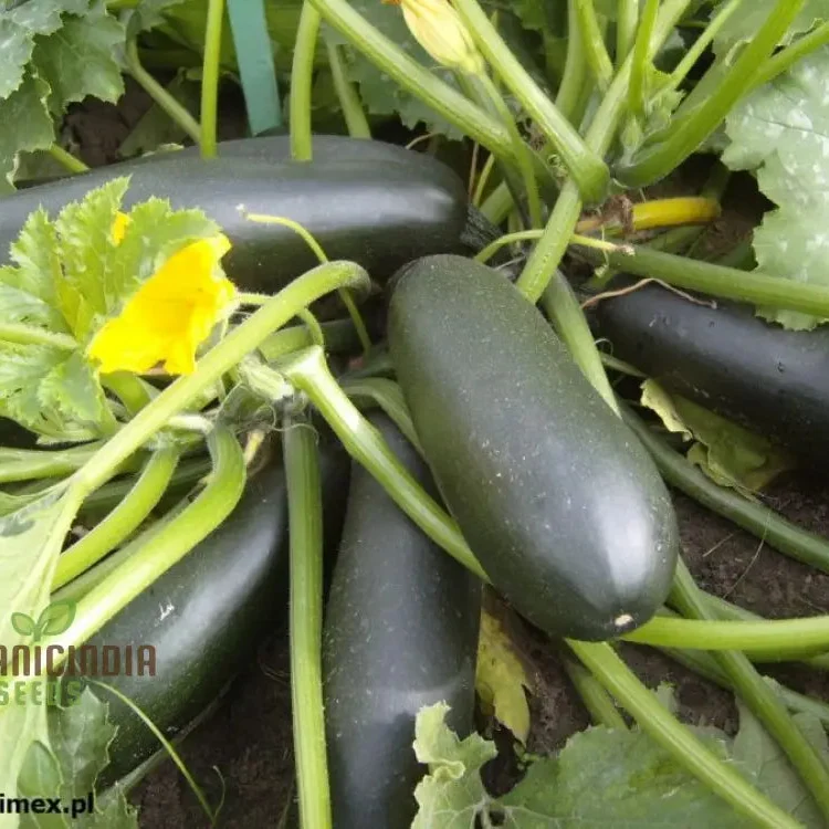 Courgette - F1 Precioza Vegetable Seeds for Planting, High-Quality Vegetable Gardens, Home Growing Perfect for Home Gardens