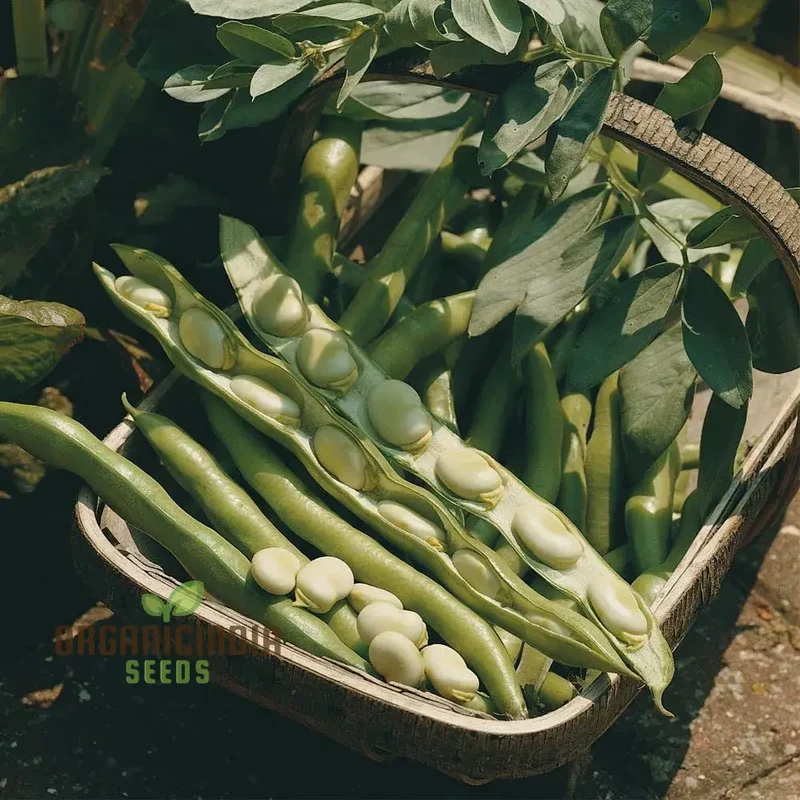 Bean Seeds - Broad 'Bunyard's Exhibition' for Gardening Enthusiasts | Premium Quality Organic Seeds for Planting