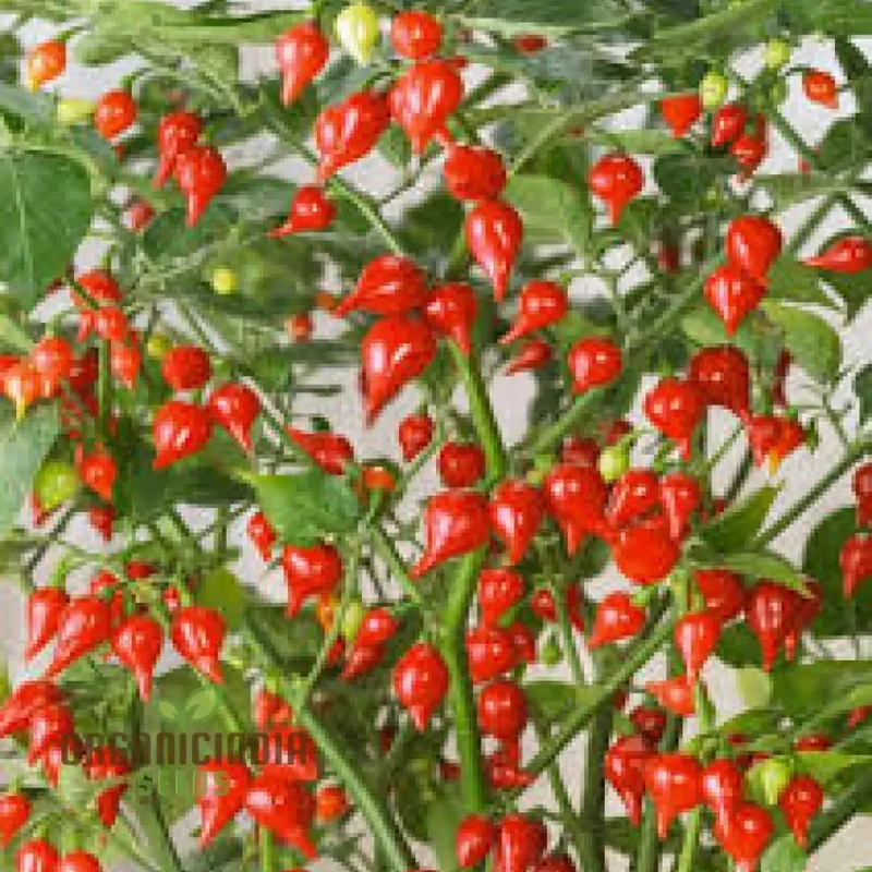Hot Pepper Biquinho Red Vegetable Seeds for Gardeners, Grow Vibrant, Spicy Red Peppers Perfect for Home Gardens