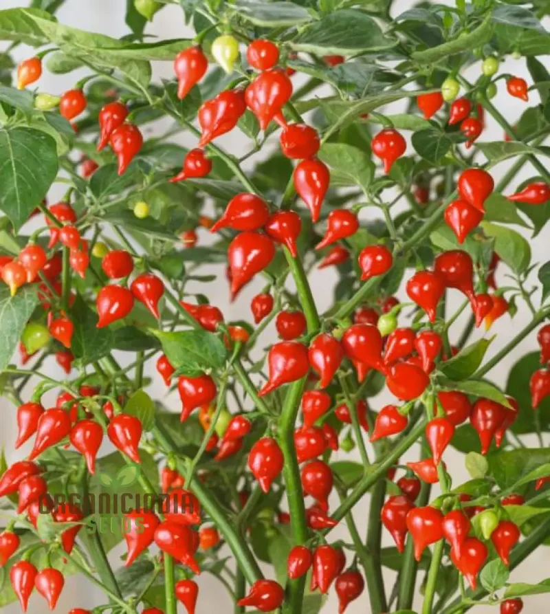 Hot Pepper Biquinho Red Vegetable Seeds for Gardeners, Grow Vibrant, Spicy Red Peppers Perfect for Home Gardens