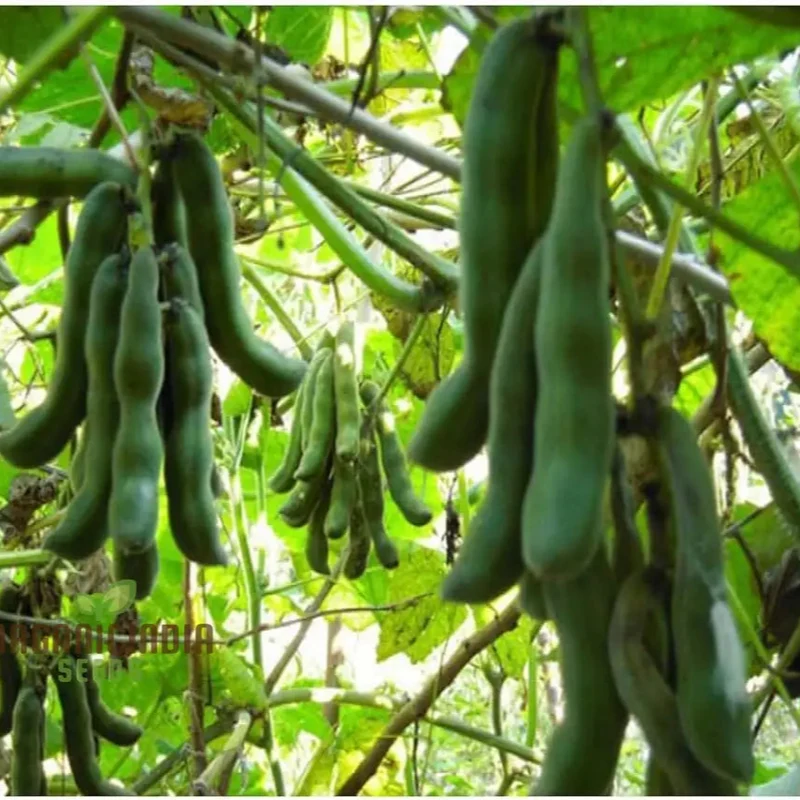 Kaunch/Kavach Seeds for Planting - Premium Quality Seeds for Optimal Growth and Abundant Harvest