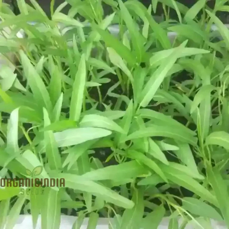Kalmi Shak Seeds for Planting, High-Quality Planting Seeds for Your Garden
