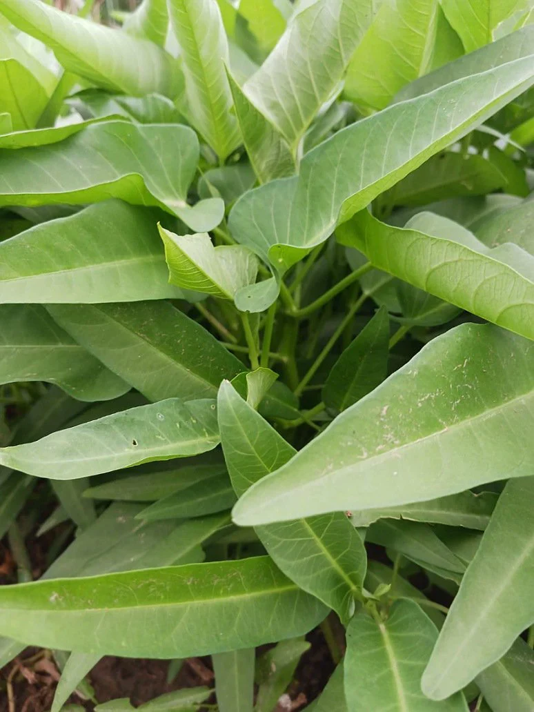 Kalmi Shak Seeds for Planting, High-Quality Planting Seeds for Your Garden
