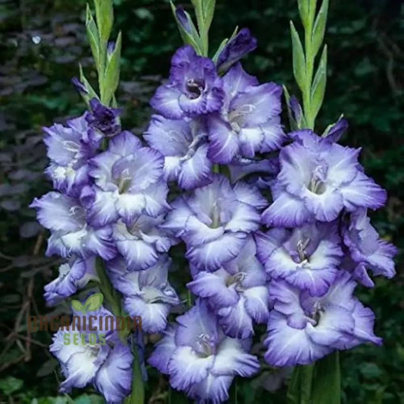 Gladiolus Vera Lynn Flower Seeds For Planting, Elegant Pink Gladiolus for a Beautiful and Vibrant Garden Display