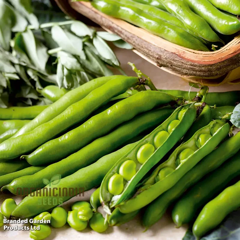 Organic Broad Bean Seeds - Aquadulce Claudia for Gardening Enthusiasts | Premium Quality Heirloom Seeds