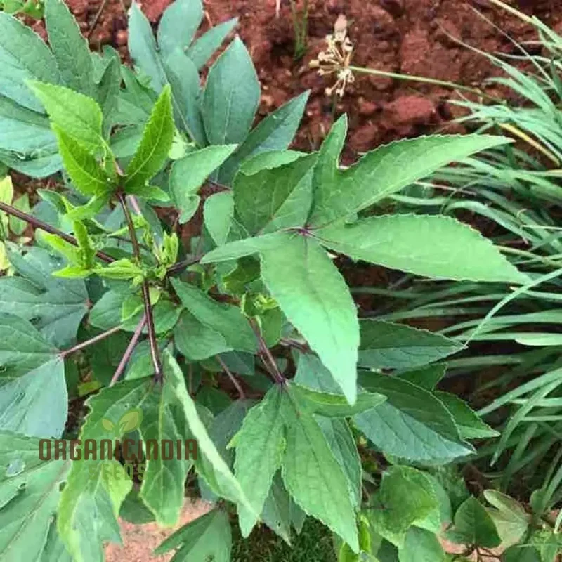 Gongura Leaves (Sorrel leaves) Seeds for Planting - High-Quality Seeds for Your Garden