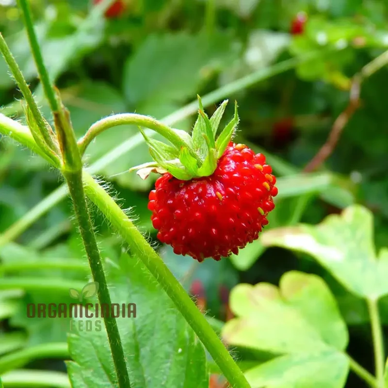 Musk Strawberry Seeds - Heirloom Garden Berries for Sweet Summer Harvests
