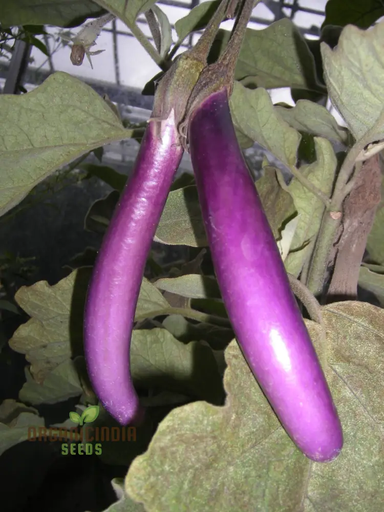 Aubergine 'Farmers Long' F1 Hybrid Seeds for Gardening Enthusiasts | High-Yield Organic Eggplant Seeds