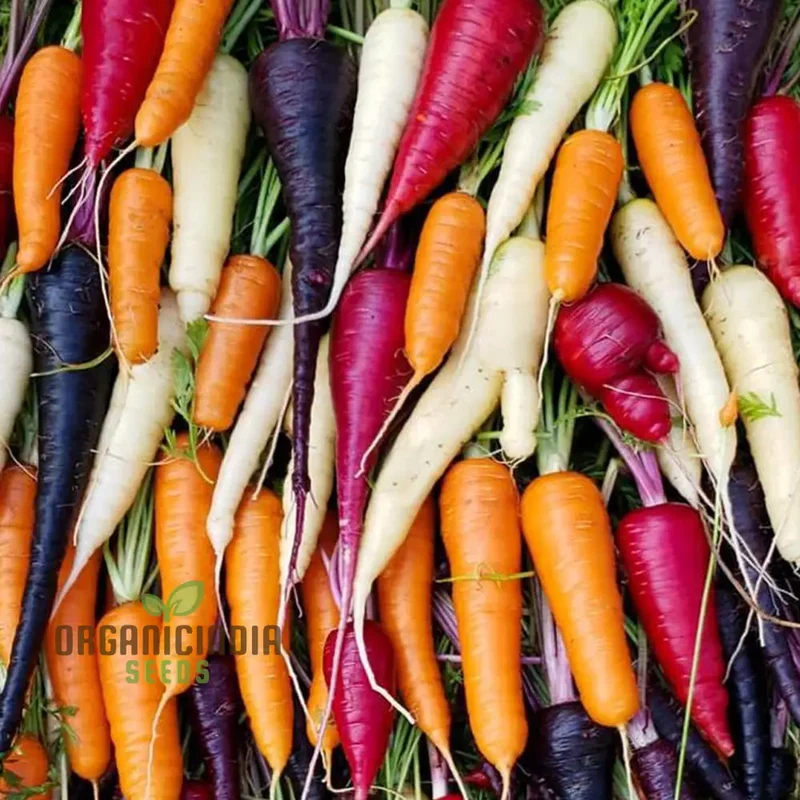 Rainbow Mix Colorful Carrot Seeds For Planting-Harvests and Delicious Garden