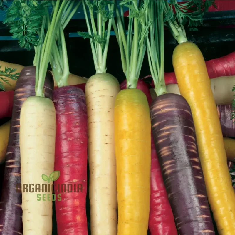Rainbow Mix Colorful Carrot Seeds For Planting-Harvests and Delicious Garden