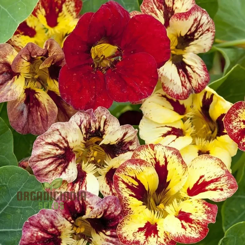 Nasturtium Bloody Mary Flower Seeds for Planting, Grow Stunning, Vibrant Red Blooms in Your Garden, Perfect for Garden