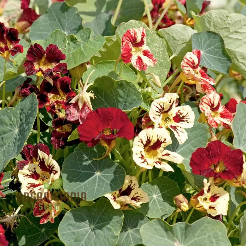 Nasturtium Bloody Mary Flower Seeds for Planting, Grow Stunning, Vibrant Red Blooms in Your Garden, Perfect for Garden